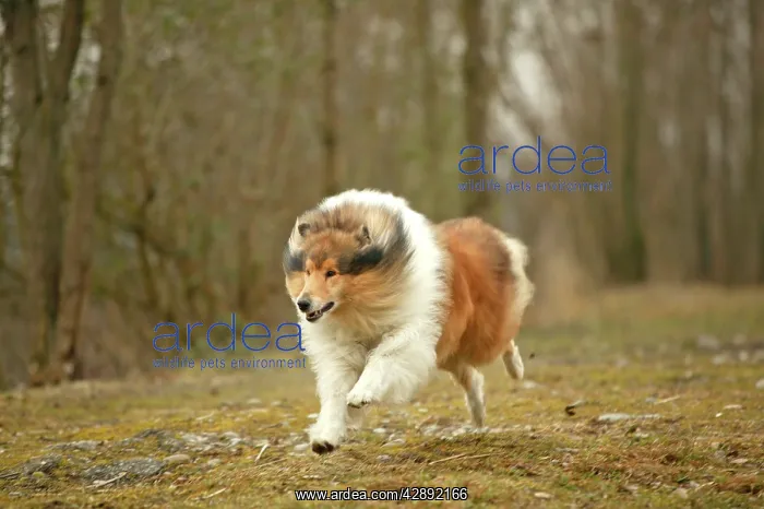  : Dog - Rough Collie - running