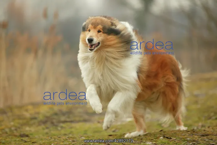  : Dog - Rough Collie - running