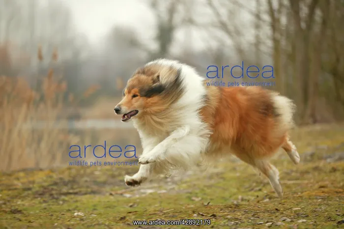 : Dog - Rough Collie - running