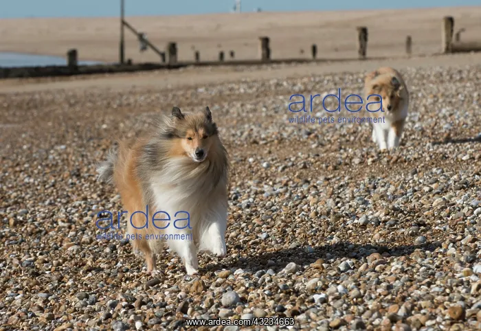  : Dog Rough Collie running on a beach