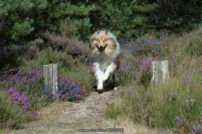  : Dog Rough Collie running through heather