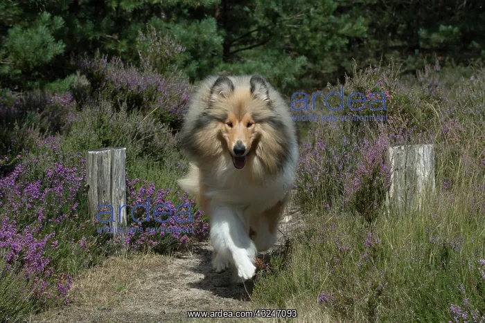  : Dog Rough Collie running through heather