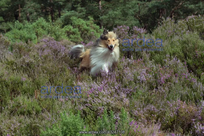  : Dog Rough Collie running through heather