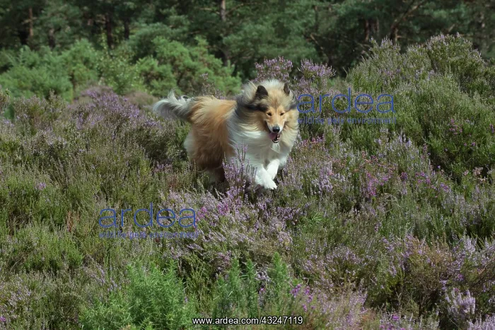  : Dog Rough Collie running through heather