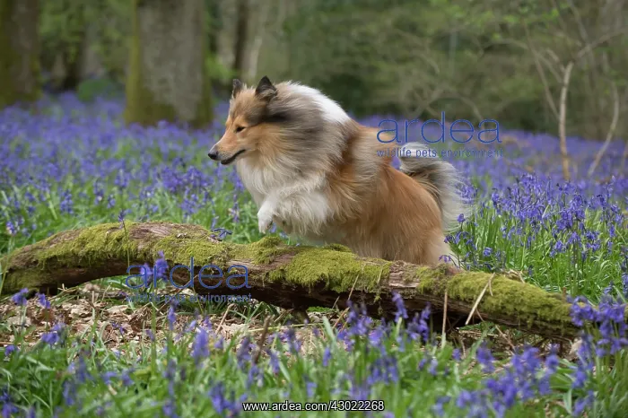  : Dog Rough Collie running in a spring Bluebell wood
