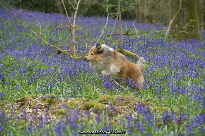  : Dog Rough Collie running in a spring Bluebell wood