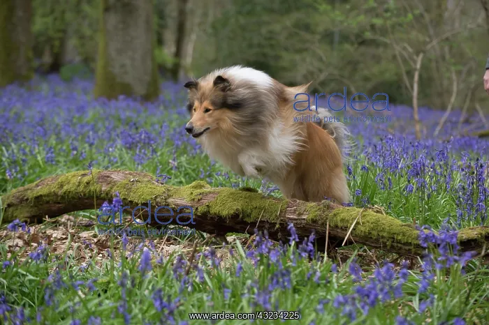  : Dog Rough Collie running in a spring Bluebell wood
