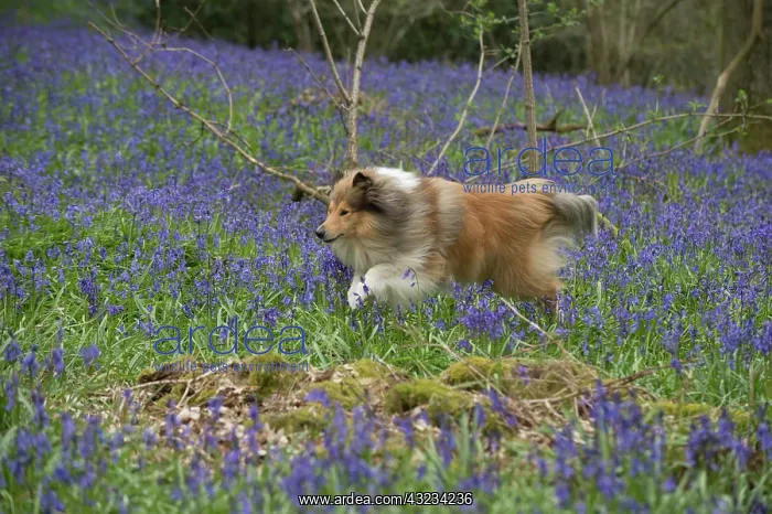  : Dog Rough Collie running in a spring Bluebell wood