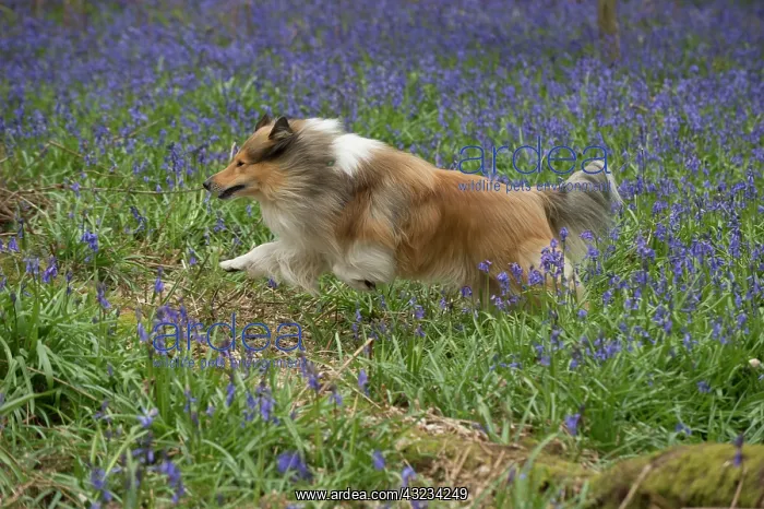  : Dog Rough Collie running in a spring Bluebell wood