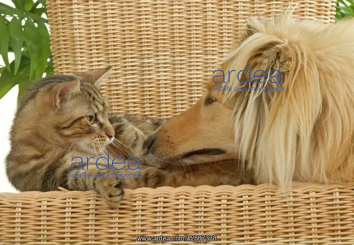 : Dog - Rough Collie sniffing tabby cat. Dog meeting cat : Dog - Rough Collie sniffing tabby cat. Dog meeting cat