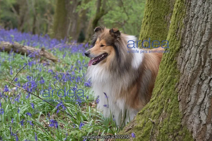  : Dog Rough Collie in a spring Bluebell wood