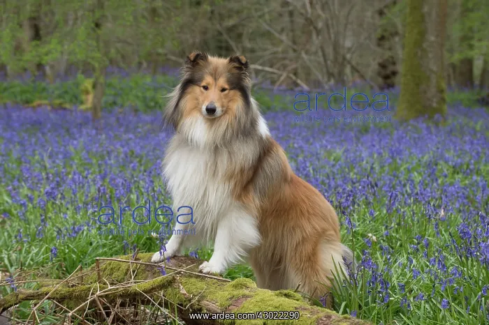  : Dog Rough Collie in a spring Bluebell wood