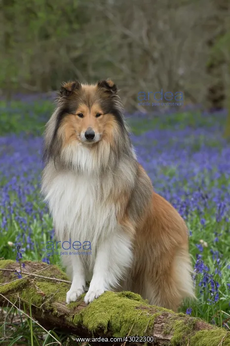  : Dog Rough Collie in a spring Bluebell wood