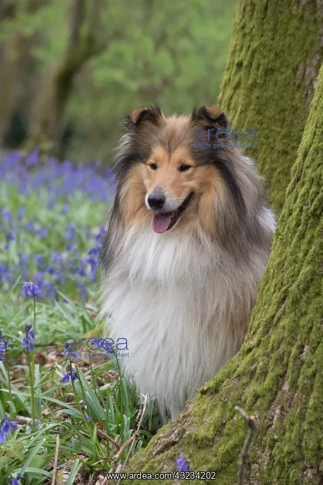  : Dog Rough Collie in a spring Bluebell wood
