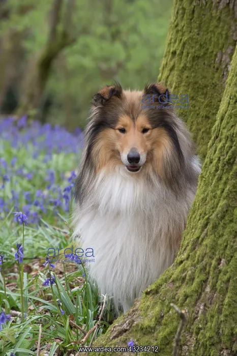  : Dog Rough Collie in a spring Bluebell wood