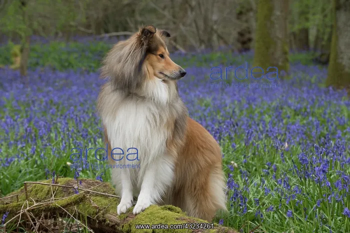  : Dog Rough Collie in a spring Bluebell wood