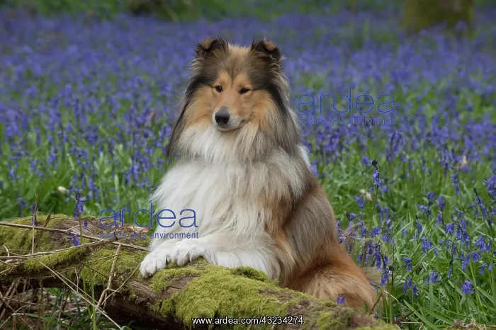  : Dog Rough Collie in a spring Bluebell wood