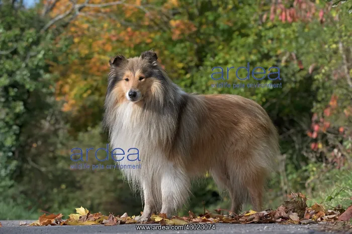 : Dog Rough Collie standing : Dog Rough Collie standing
