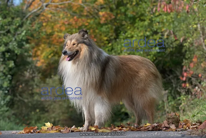 : Dog Rough Collie standing : Dog Rough Collie standing