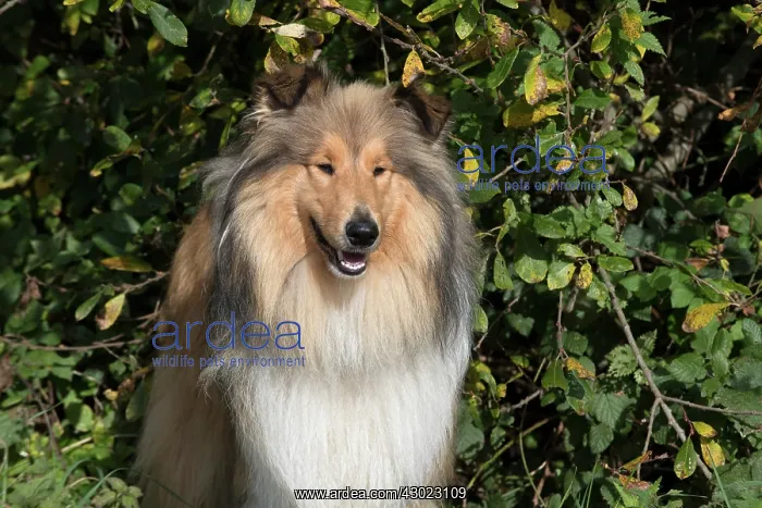 : Dog Rough Collie standing : Dog Rough Collie standing