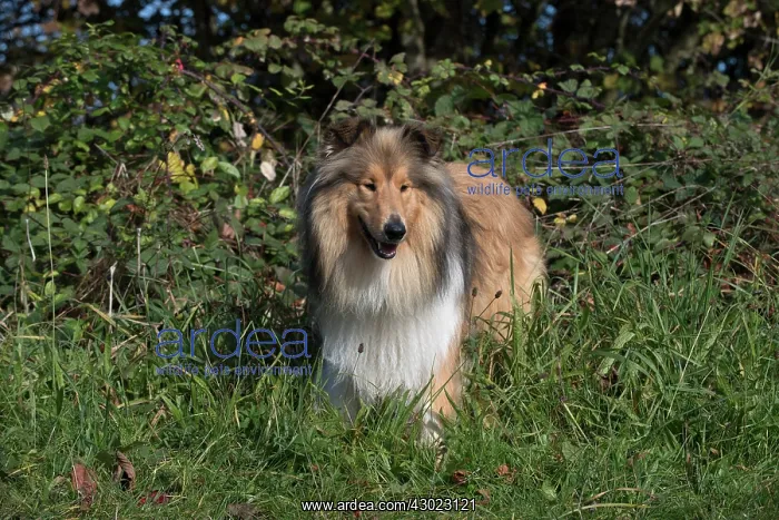 : Dog Rough Collie standing : Dog Rough Collie standing