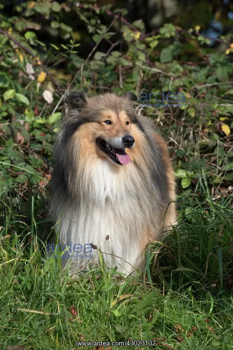 : Dog Rough Collie standing : Dog Rough Collie standing