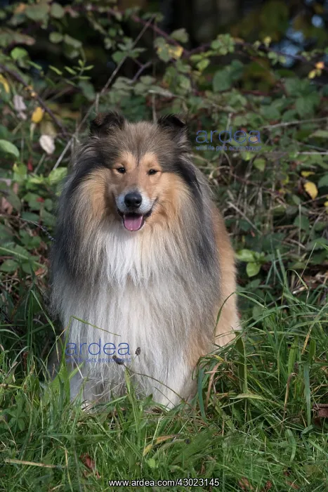 : Dog Rough Collie standing : Dog Rough Collie standing