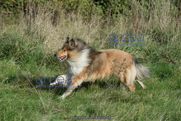 : Dog Rough Collie standing : Dog Rough Collie standing