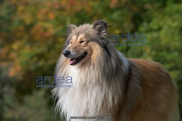 : Dog Rough Collie standing : Dog Rough Collie standing