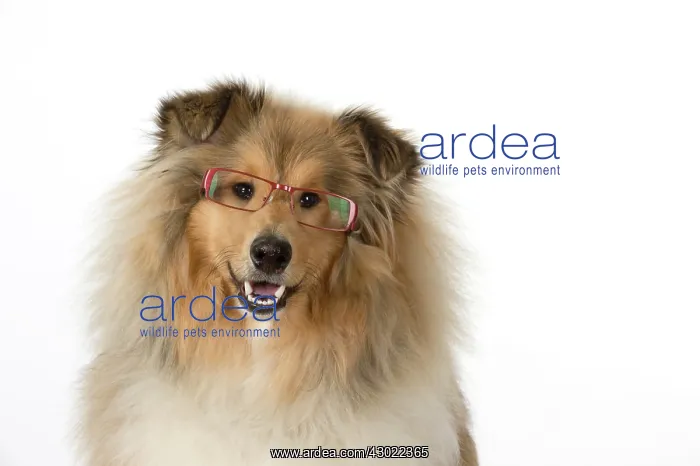 : Dog Rough Collie wearing glasses