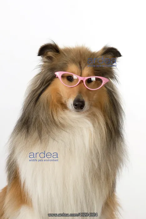  : Dog Rough Collie wearing glasses