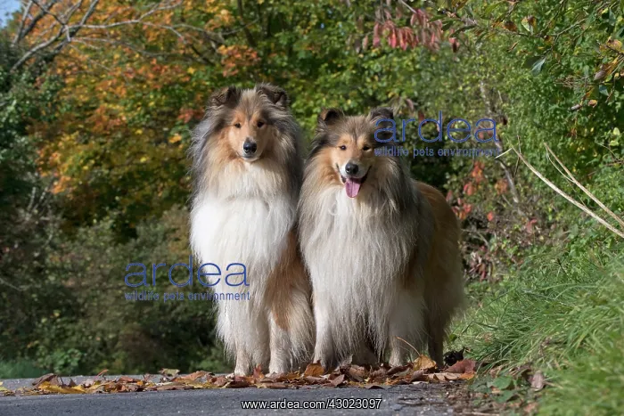 : Dog Rough Collie x2 : Dog Rough Collie x2