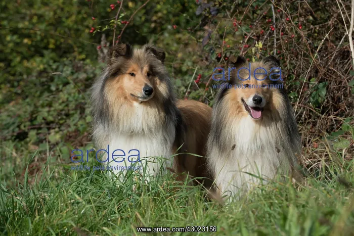 : Dog Rough Collie x2 : Dog Rough Collie x2