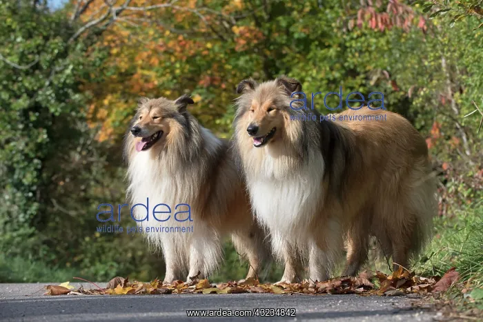 : Dog Rough Collie x2 : Dog Rough Collie x2