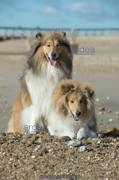  : Dog Rough Collies on a beach looking over break water
