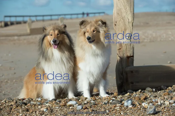  : Dog Rough Collies on a beach looking over break water