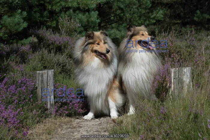  : Dog Rough Collies in heather