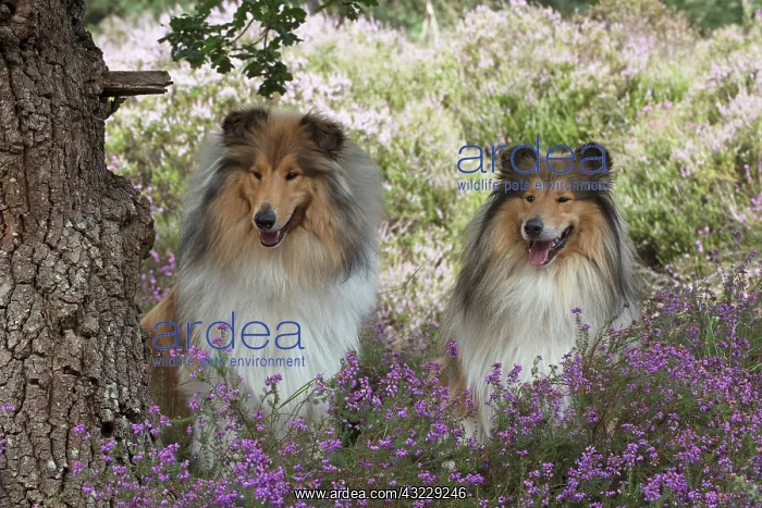 : Dog Rough Collies in heather