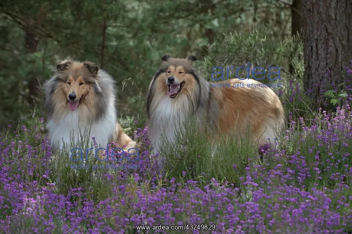  : Dog Rough Collies in heather