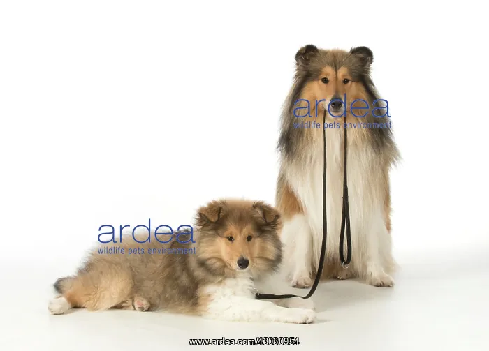  : Dog Rough Collies puppy on lead, adult holding it