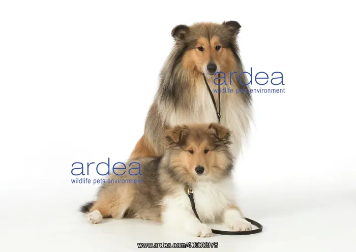  : Dog Rough Collies puppy on lead, adult holding it