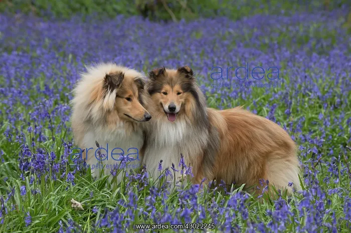 : Dog Rough Collies in a spring Bluebell wood