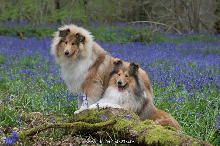  : Dog Rough Collies in a spring Bluebell wood