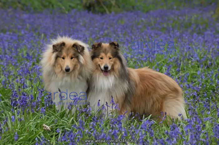  : Dog Rough Collies in a spring Bluebell wood