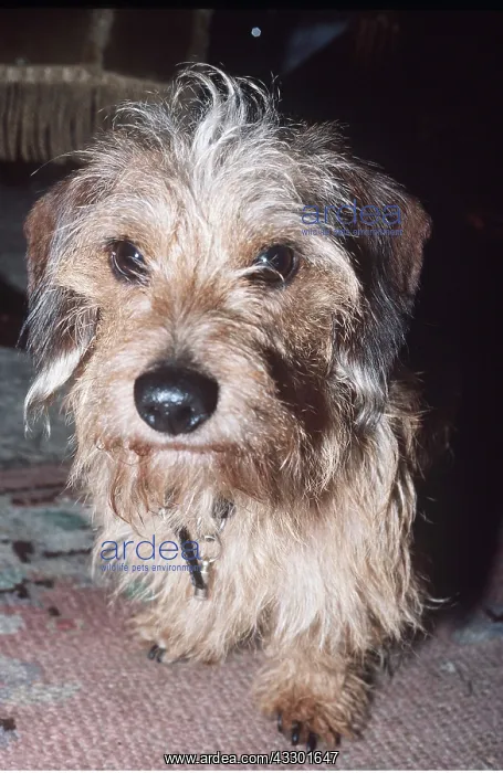 : Dog - Rough Haired Dachshund / Teckel : Dog - Rough Haired Dachshund / Teckel