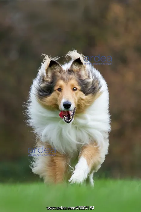 : Dog Rough / Scotch Collie : Dog Rough / Scotch Collie