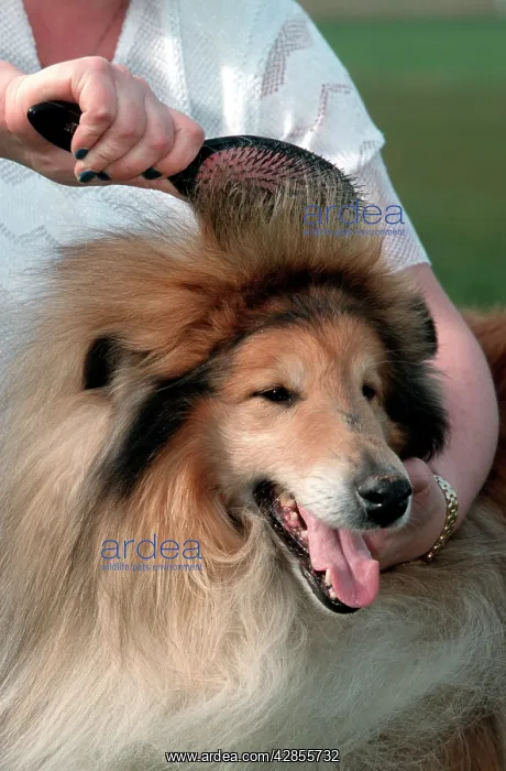  : Dog - Rough  /  Scottish Collie having fur brushed