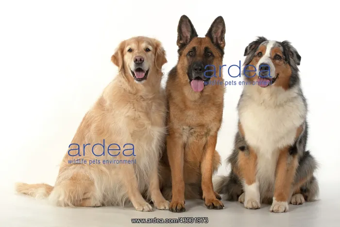 : DOG. Three in a row, Golden Retriever, German : DOG. Three in a row, Golden Retriever, German