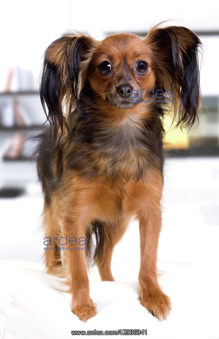  : Dog - Russkiy  /  Russian Toy Dog