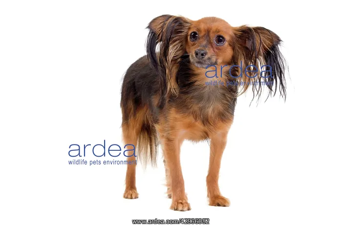  : Dog - Russkiy  /  Russian Toy Dog